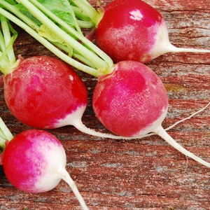 Sparkler White Tip Radish