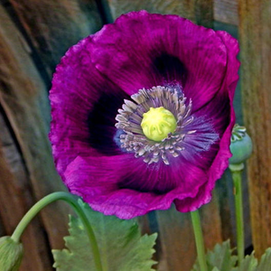 Laurens Grape Poppy