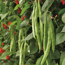 Load image into Gallery viewer, Scarlet Emperor Runner Bean