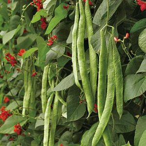 Scarlet Emperor Runner Bean