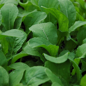 Slow Bolt Arugula