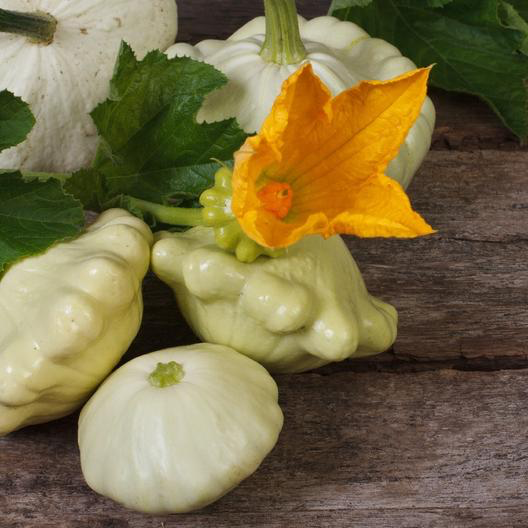Early White Scallop Bush Squash