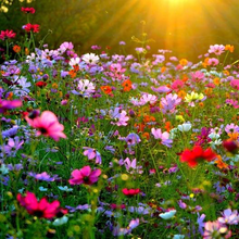 Load image into Gallery viewer, &quot;Crazy for Cosmos&quot; Mix