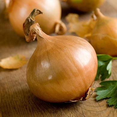 Texas Early Grano Short Day Onion