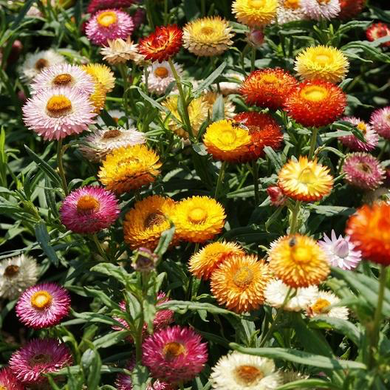 Tom Thumb Dwarf Strawflower