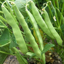 Load image into Gallery viewer, Roma II Bush Bean