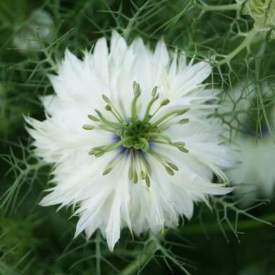 Miss Jekyll Nigella White