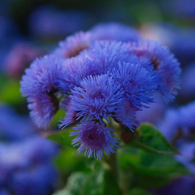 Dondo Blue Ageratum