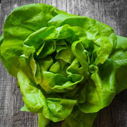 Bibb Lettuce