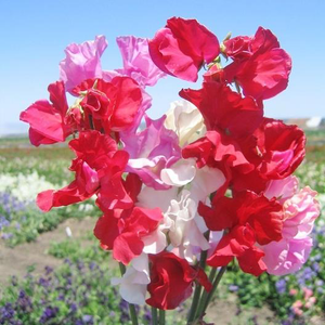 "Sweetheart" Sweet Pea Mix