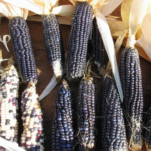 Blue Hopi Corn