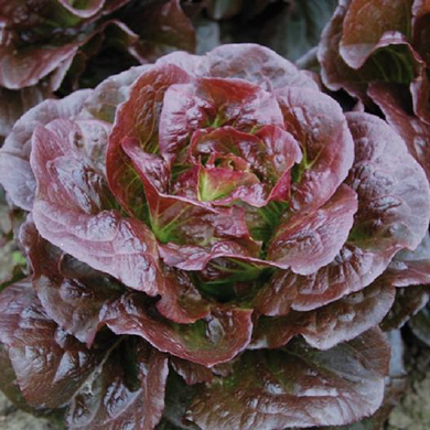 Cimarron Lettuce