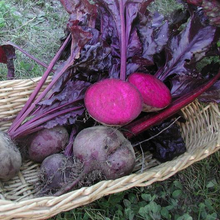 Load image into Gallery viewer, Bulls Blood Beet