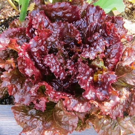 Ruby Lettuce