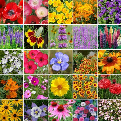 Small Bag Western Region Wildflowers