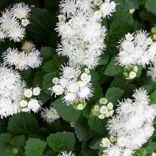 Load image into Gallery viewer, Dondo White Ageratum
