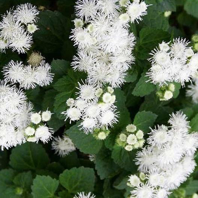 Dondo White Ageratum