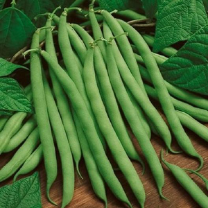 Blue Lake 274 Bush Bean