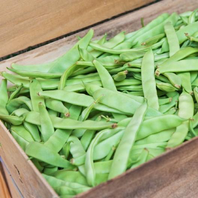 Roma II Bush Bean