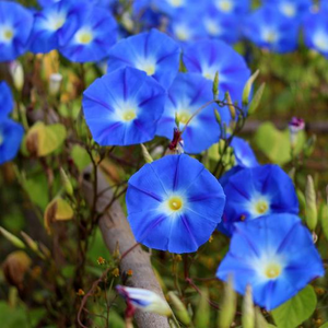 Heavenly Blue Morning Glory