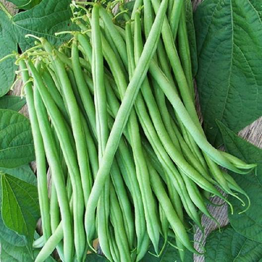 Burpee Stringless Bush Bean