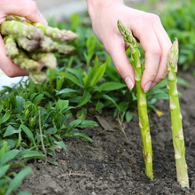 Load image into Gallery viewer, Mary Washington Asparagus