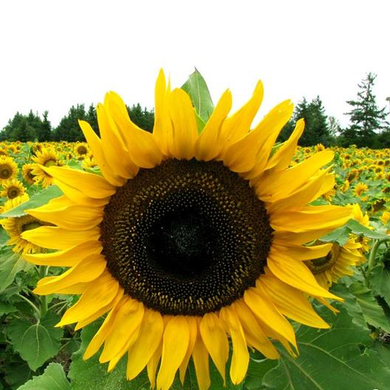 Mammoth Grey-Striped Sunflower