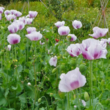 Load image into Gallery viewer, Blue Moon Poppy
