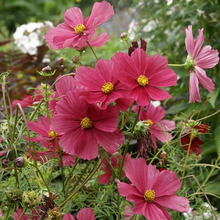 Load image into Gallery viewer, Dazzler Cosmos