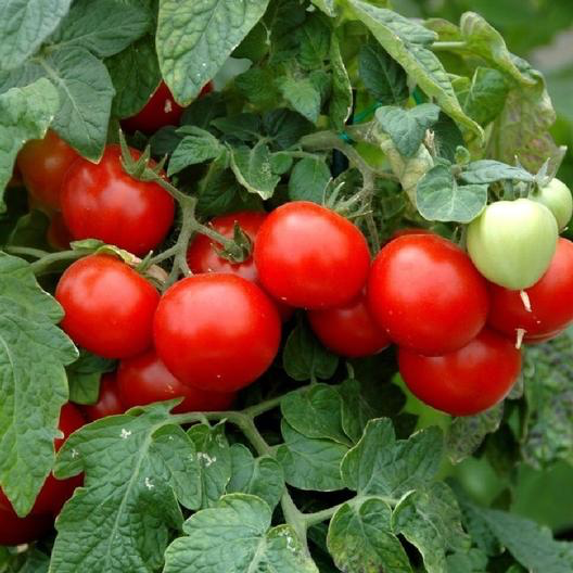 Large Red Cherry Tomato