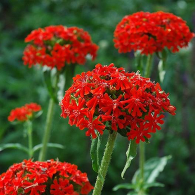 Maltese Cross
