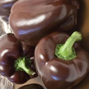 Chocolate Beauty Bell Pepper