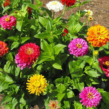 Load image into Gallery viewer, California Giant Zinnia
