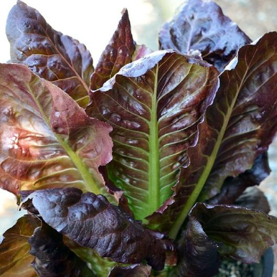 Rouge D'Hiver Lettuce