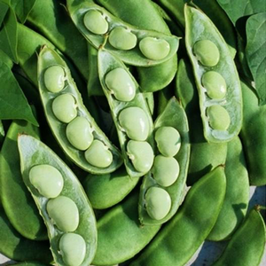 Fordhook 242 Lima Bush Bean