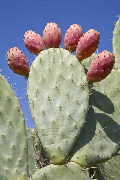Prickly Pear Cactus