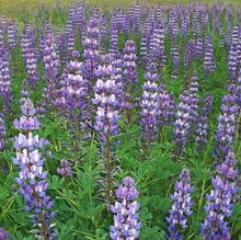 Load image into Gallery viewer, Arroyo Lupine