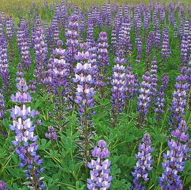 Arroyo Lupine