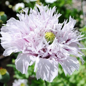 Lilac Pompom Poppy