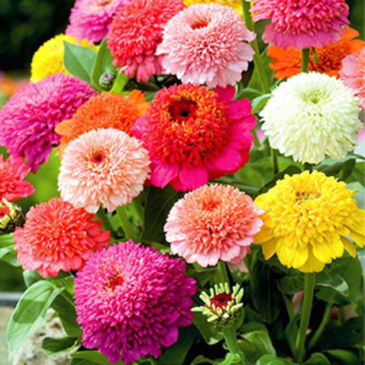Scabiosa Flowered Zinnia