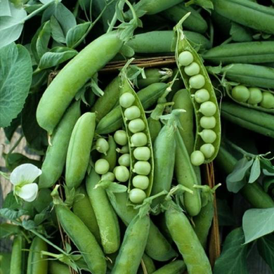 Alaska Shelling Peas