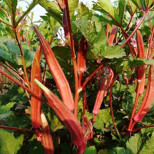 Jing Orange Okra