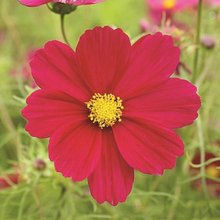 Load image into Gallery viewer, Dazzler Cosmos