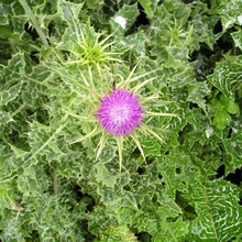Load image into Gallery viewer, Milk Thistle