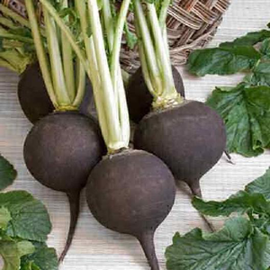 Black Spanish Round Radish