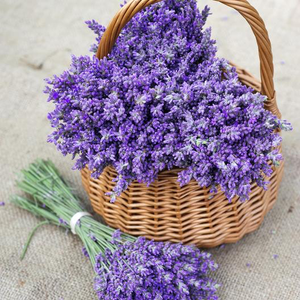 True Lavender