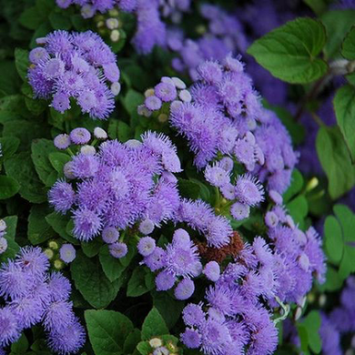 Blue Mink Dwarf Ageratum