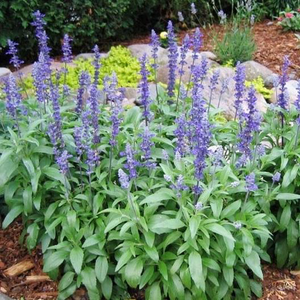 Blue Sage
