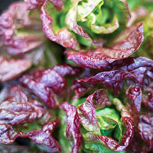 Marvel of Four Seasons Lettuce