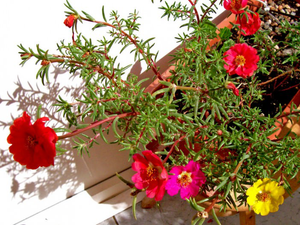 Moss Rose Mix (Portulaca grandiflora)